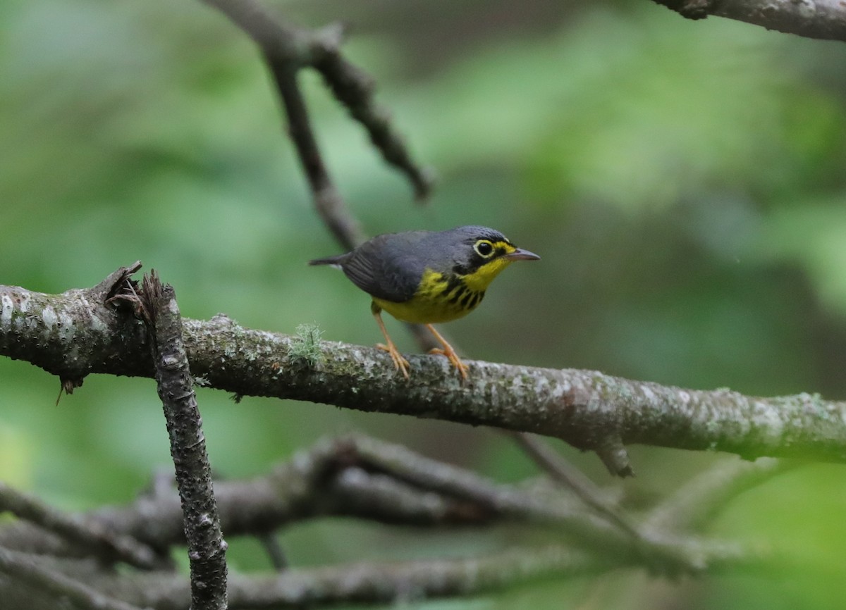 Canada Warbler - ML619455504