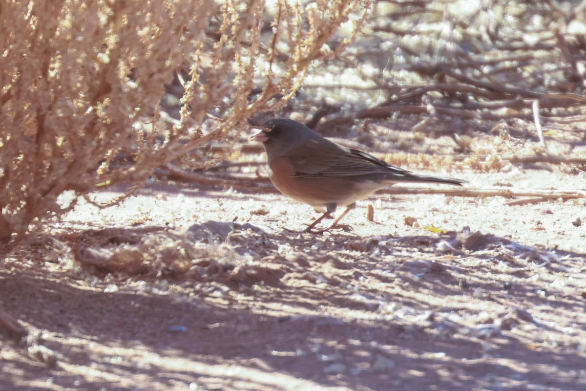 Dark-eyed Junco (Pink-sided) - Joey McCracken