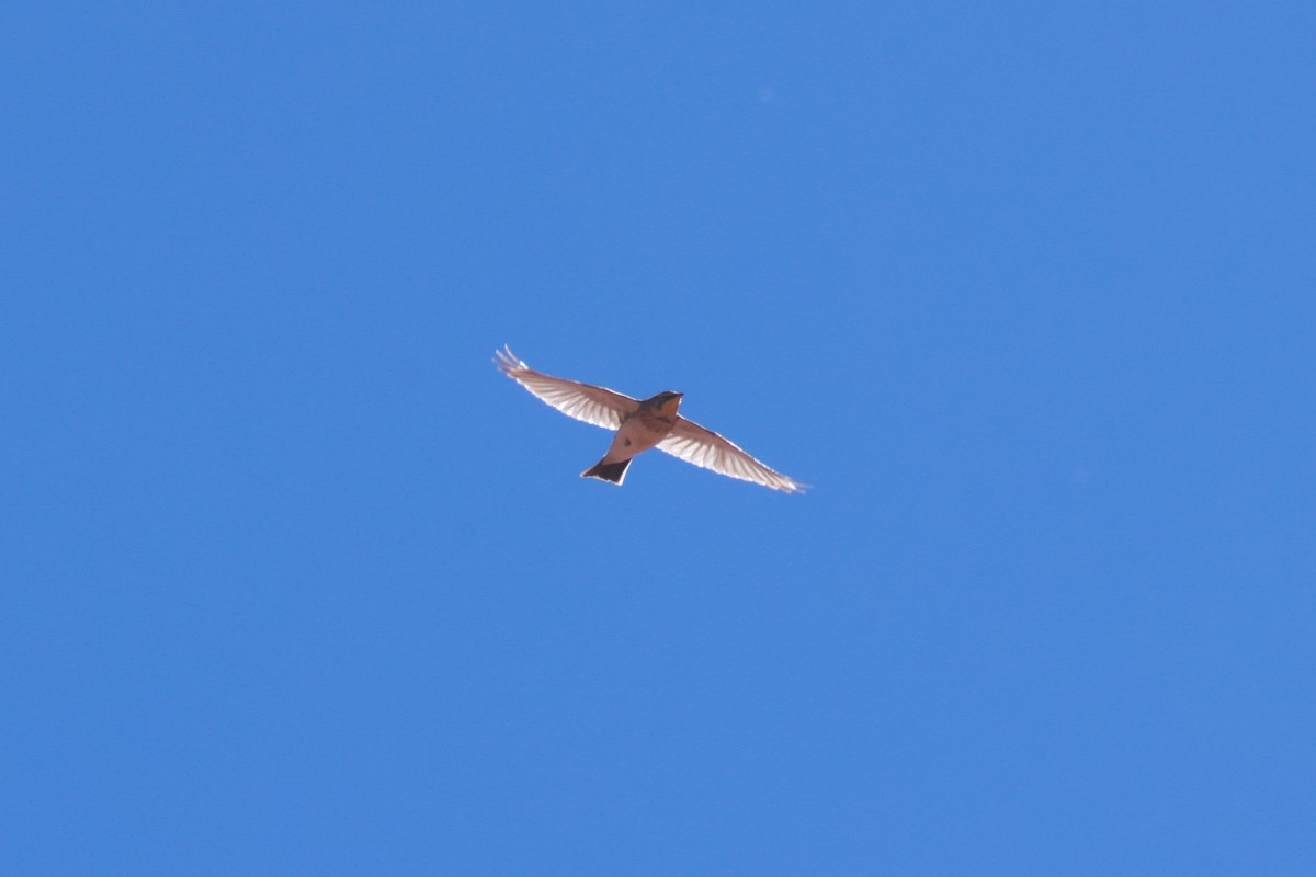 Horned Lark - Joey McCracken