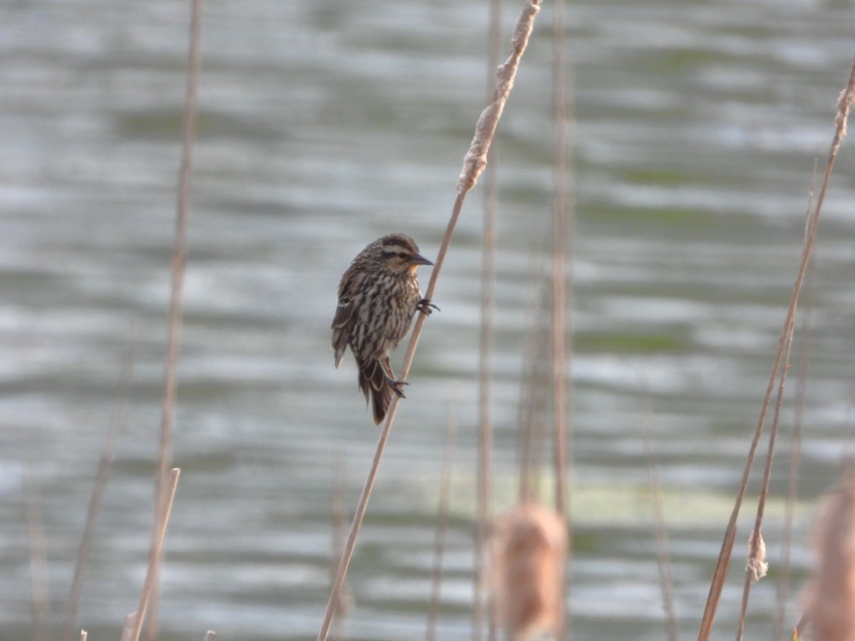 Red-winged Blackbird - ML619455514