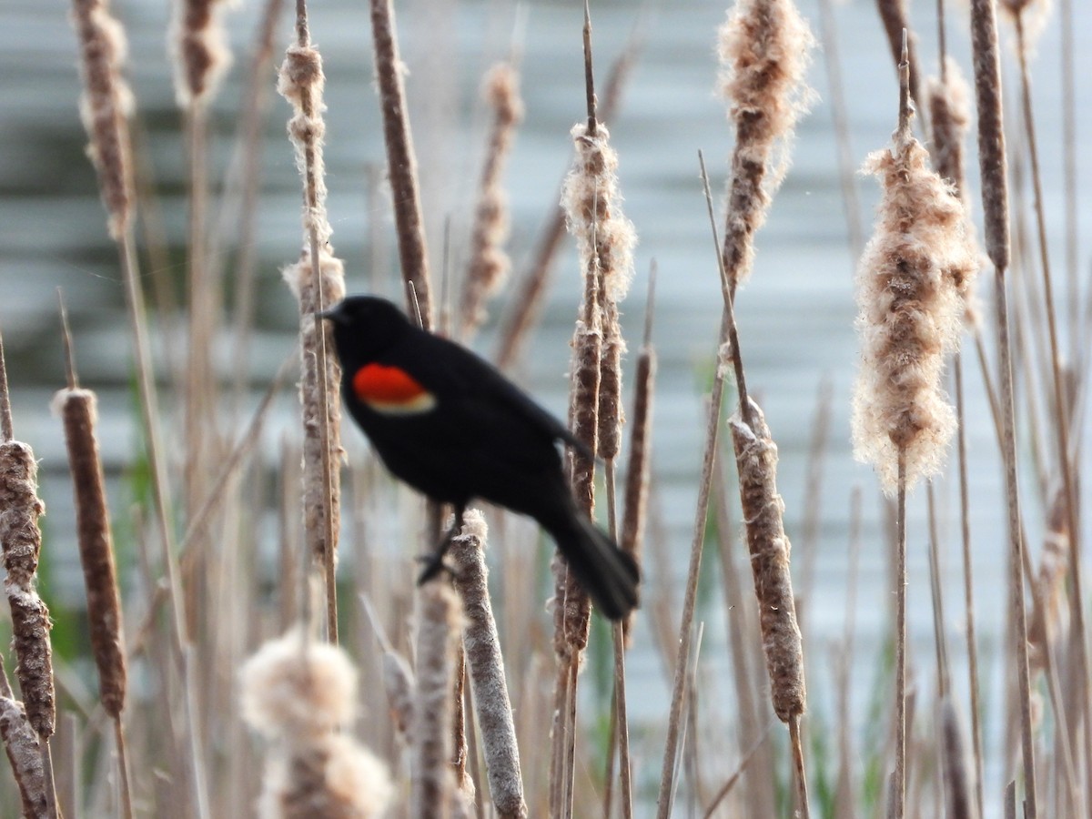 Red-winged Blackbird - ML619455515