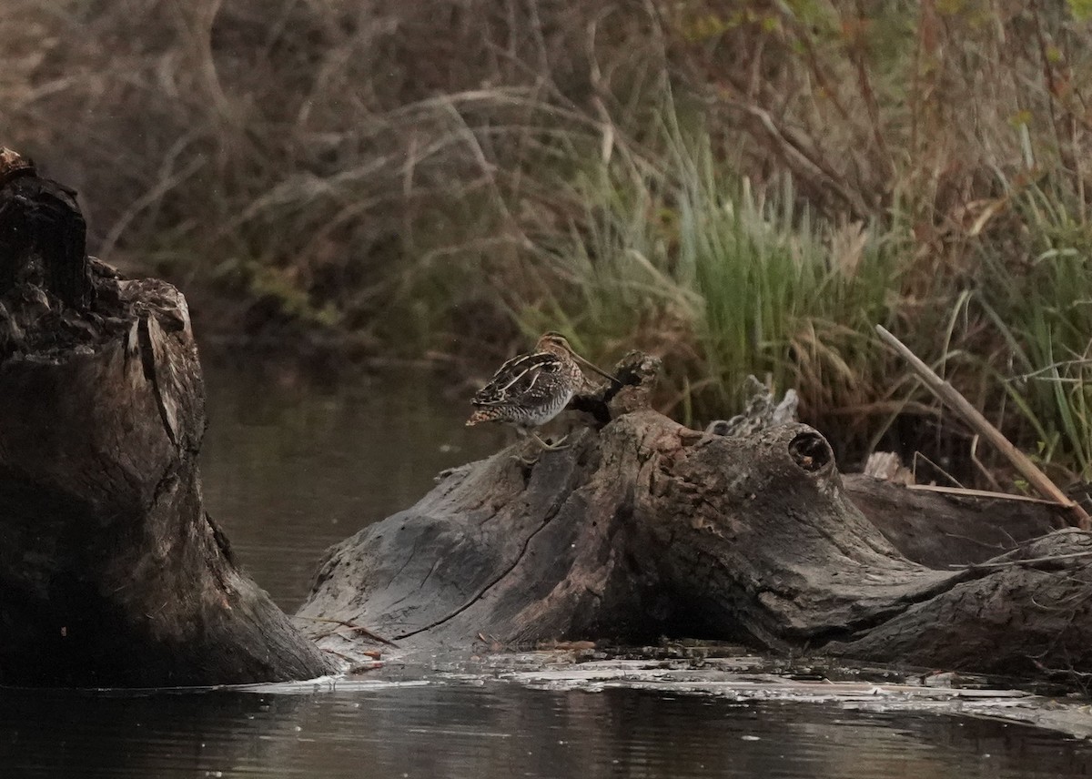 Wilson's Snipe - Pam Hardy