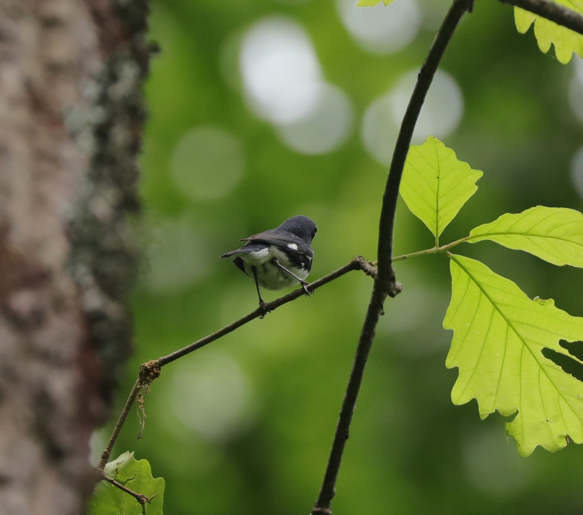 Black-throated Blue Warbler - Laurel Barnhill
