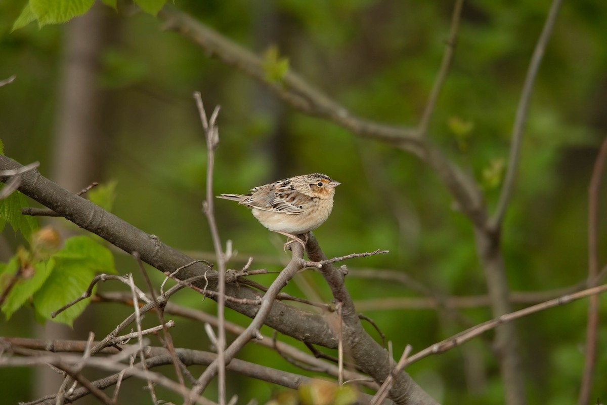 Grasshopper Sparrow - Sterling Sztricsko