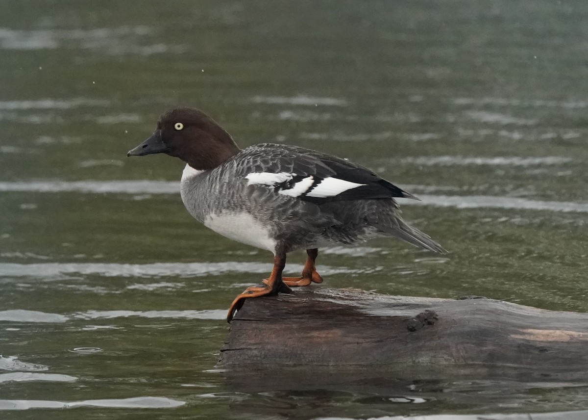 Common Goldeneye - Pam Hardy