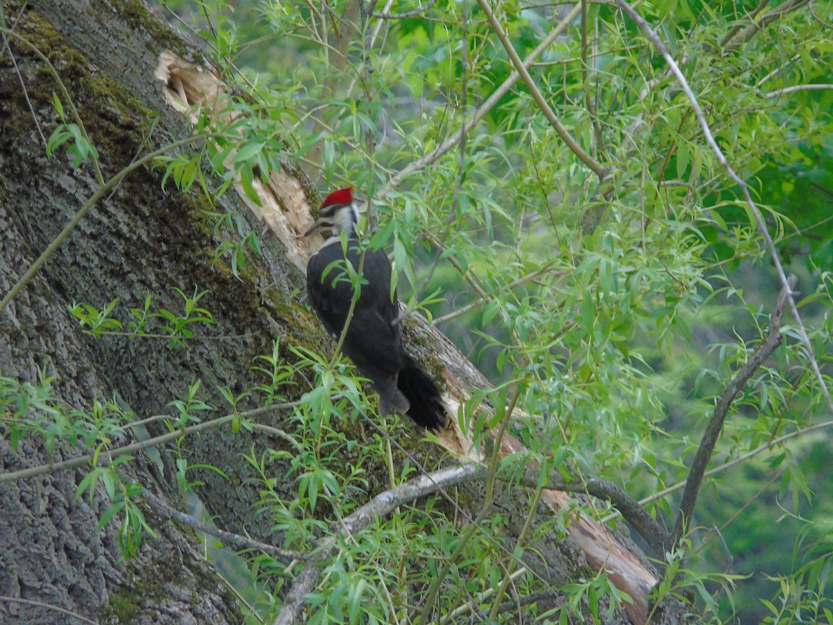 Pileated Woodpecker - ML619455533