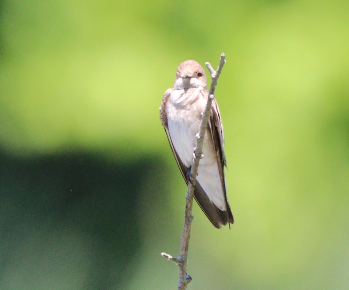 Northern Rough-winged Swallow - MA 2