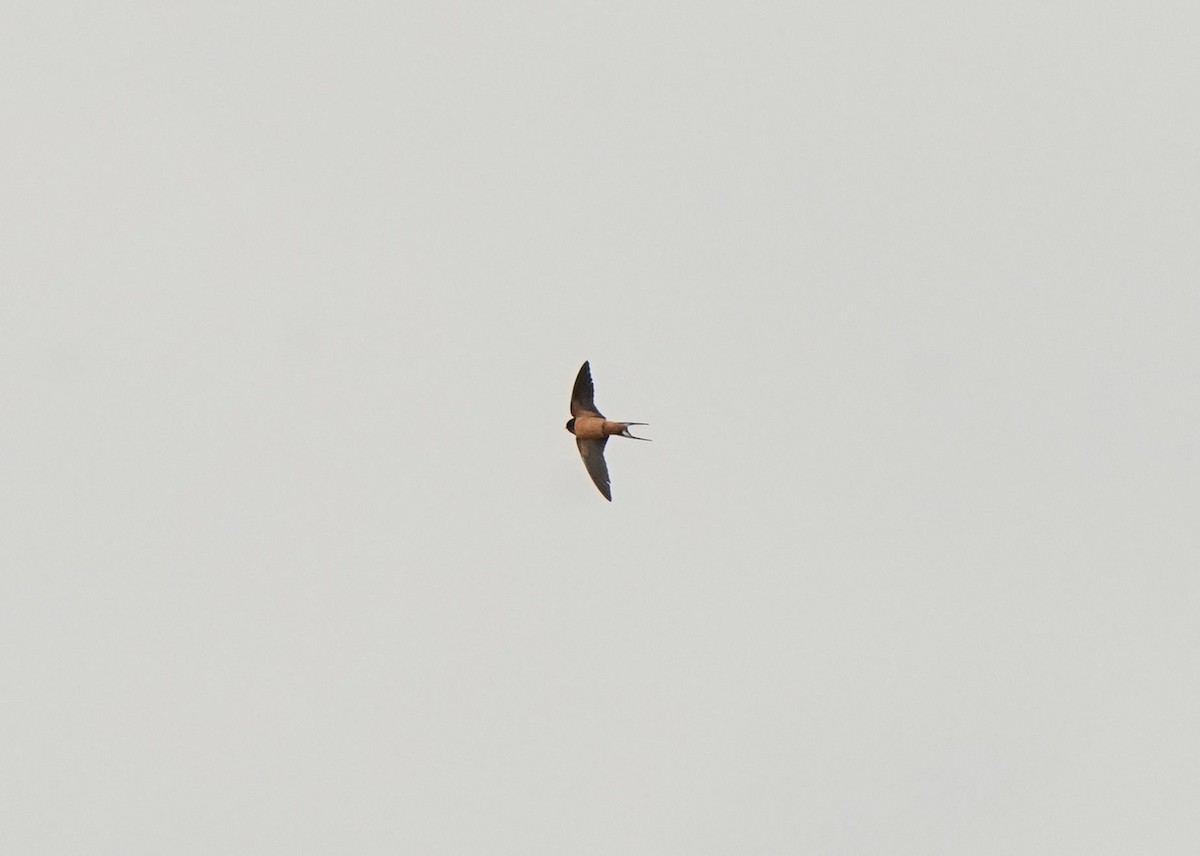 Barn Swallow - ML619455538