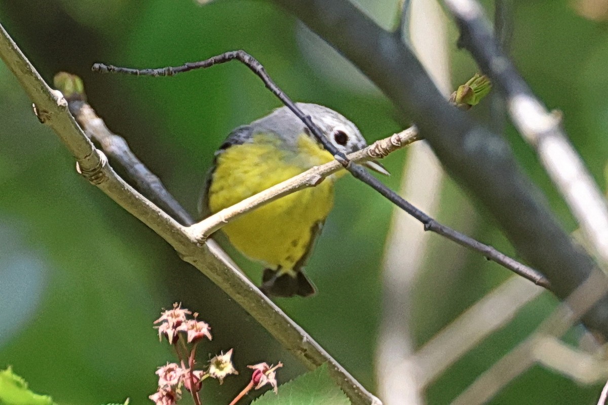 Nashville Warbler - Stan Chapman