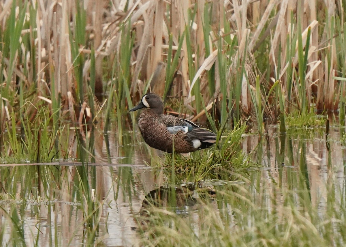 Blue-winged Teal - ML619455542