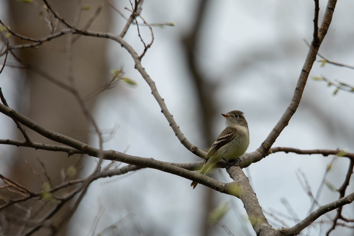 Least Flycatcher - Sterling Sztricsko