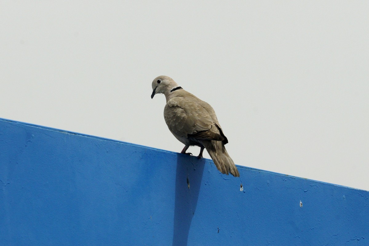 Eurasian Collared-Dove - Mike Pennington