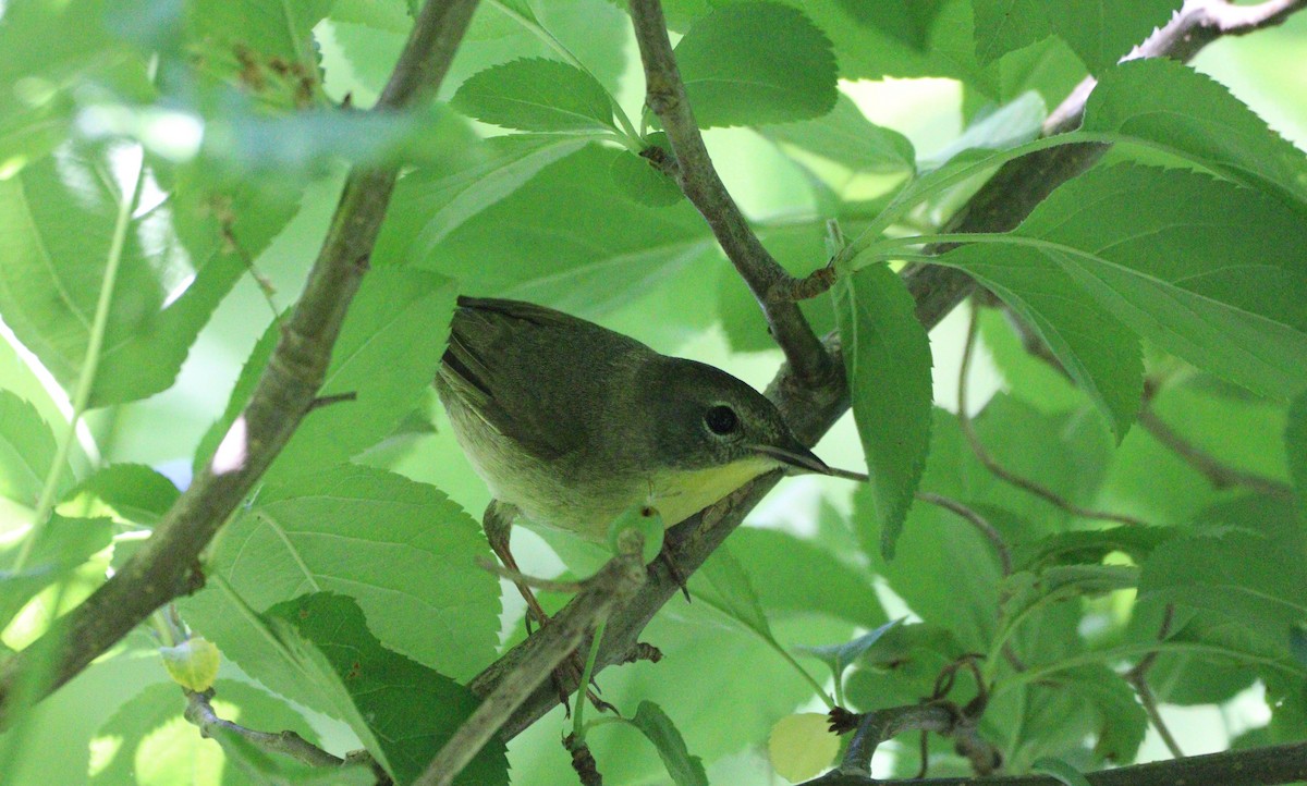 Warbling Vireo - MA 2