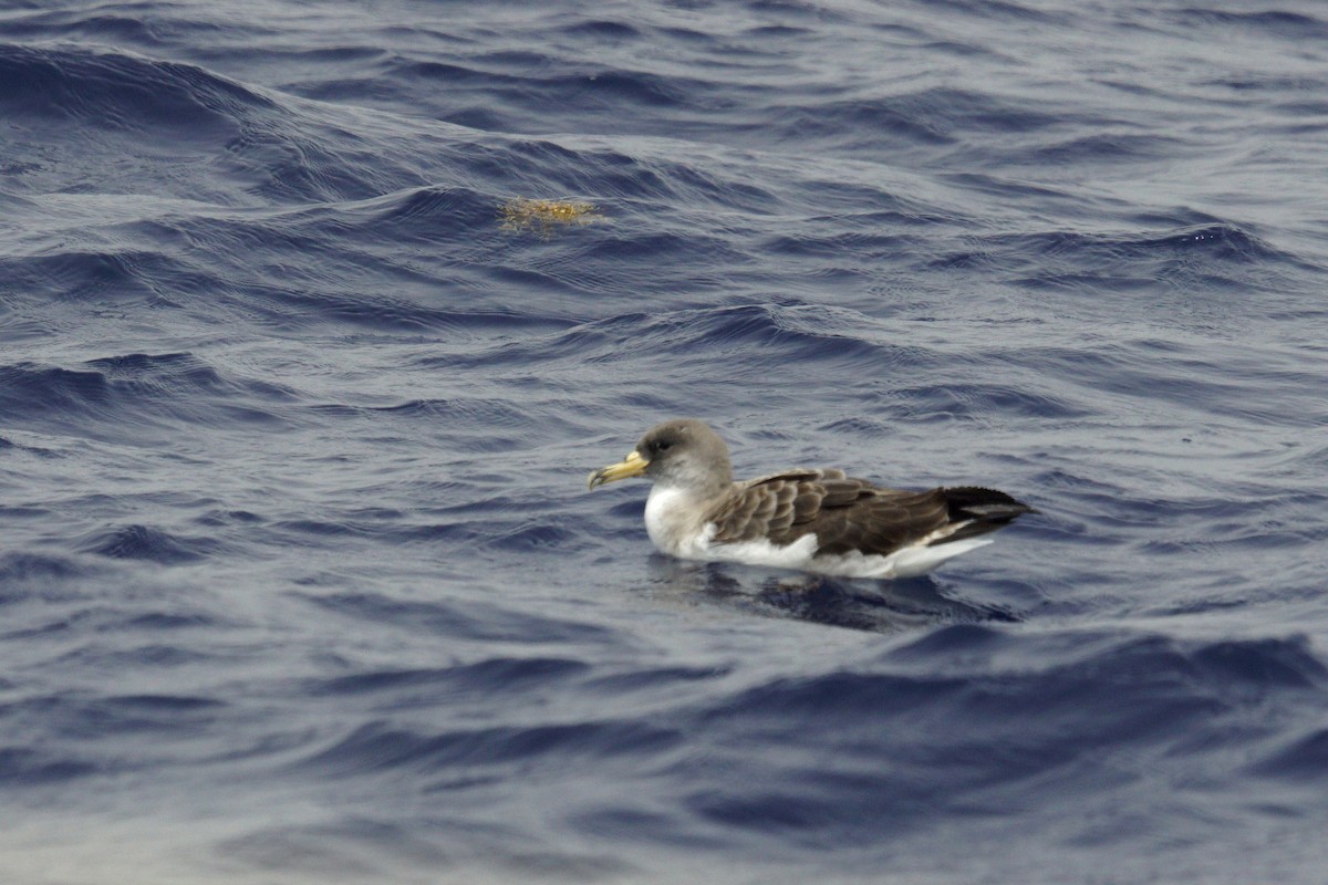 Cory's Shearwater - Mike Pennington