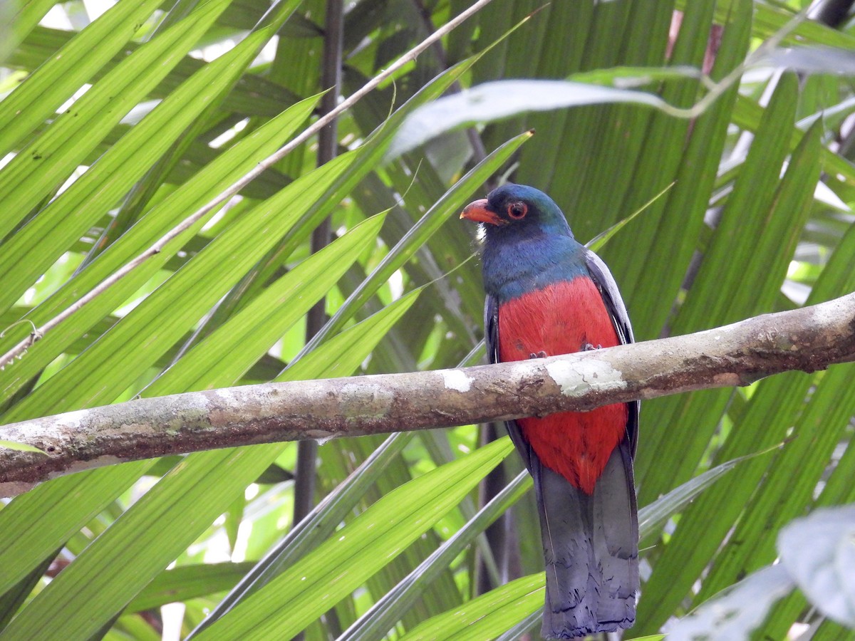 Slaty-tailed Trogon - Alejandra Pons