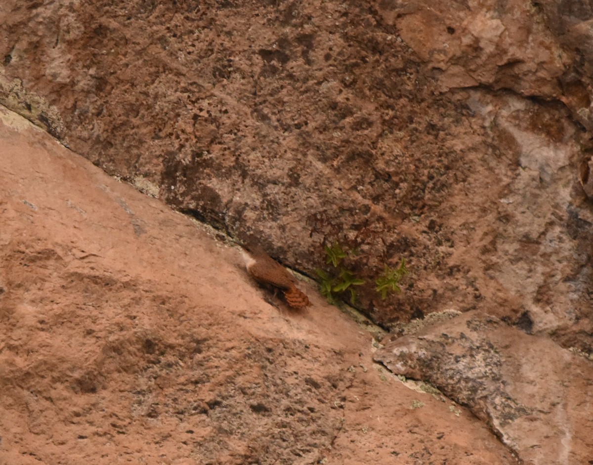 Canyon Wren - Russ Petersen