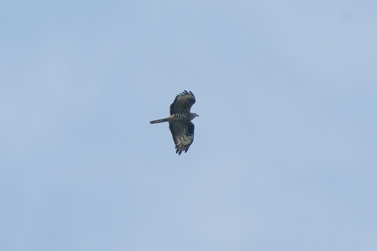 European Honey-buzzard - Carsten Stiller