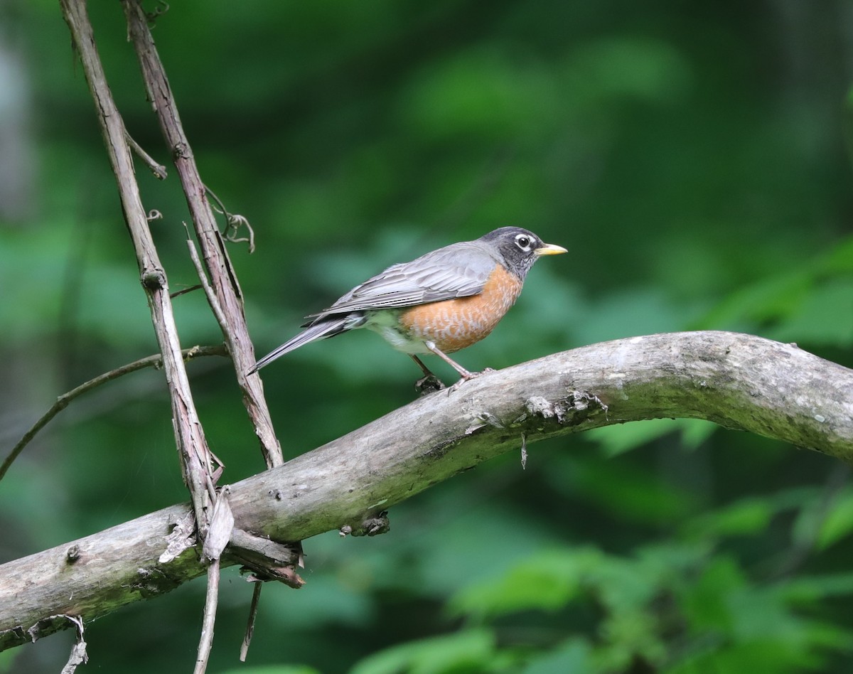 American Robin - Laurel Barnhill