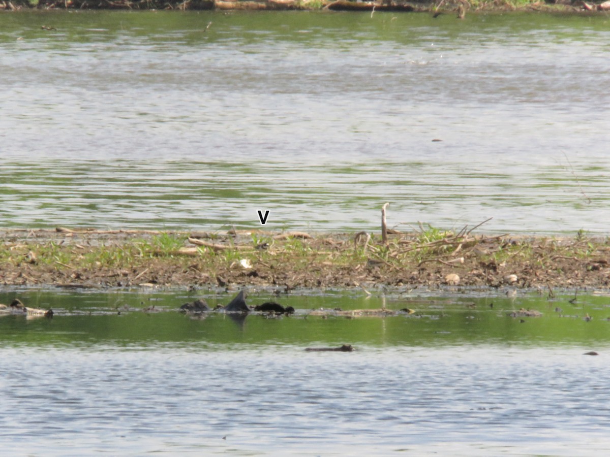 Semipalmated Plover - Len Hillegass