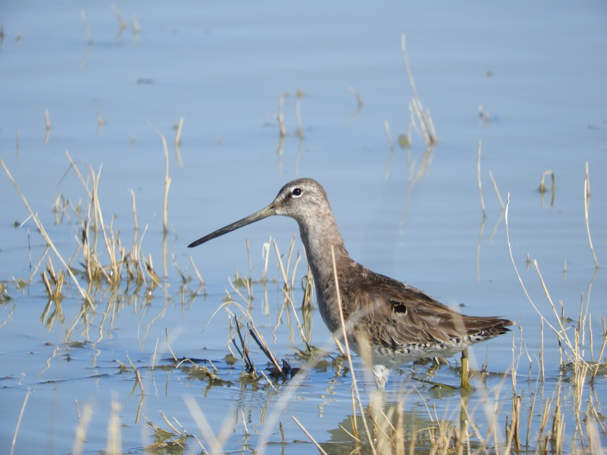 Long-billed Dowitcher - Thomas Bürgi