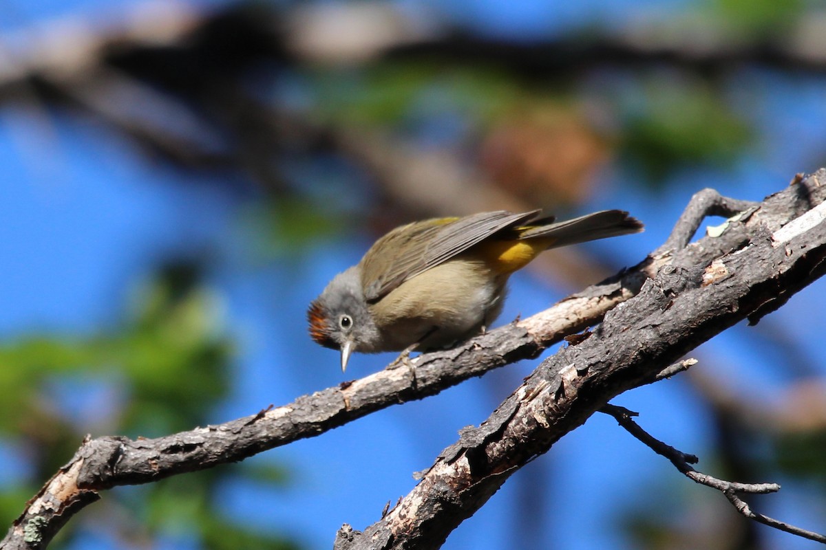 Colima Warbler - Jesse Pline