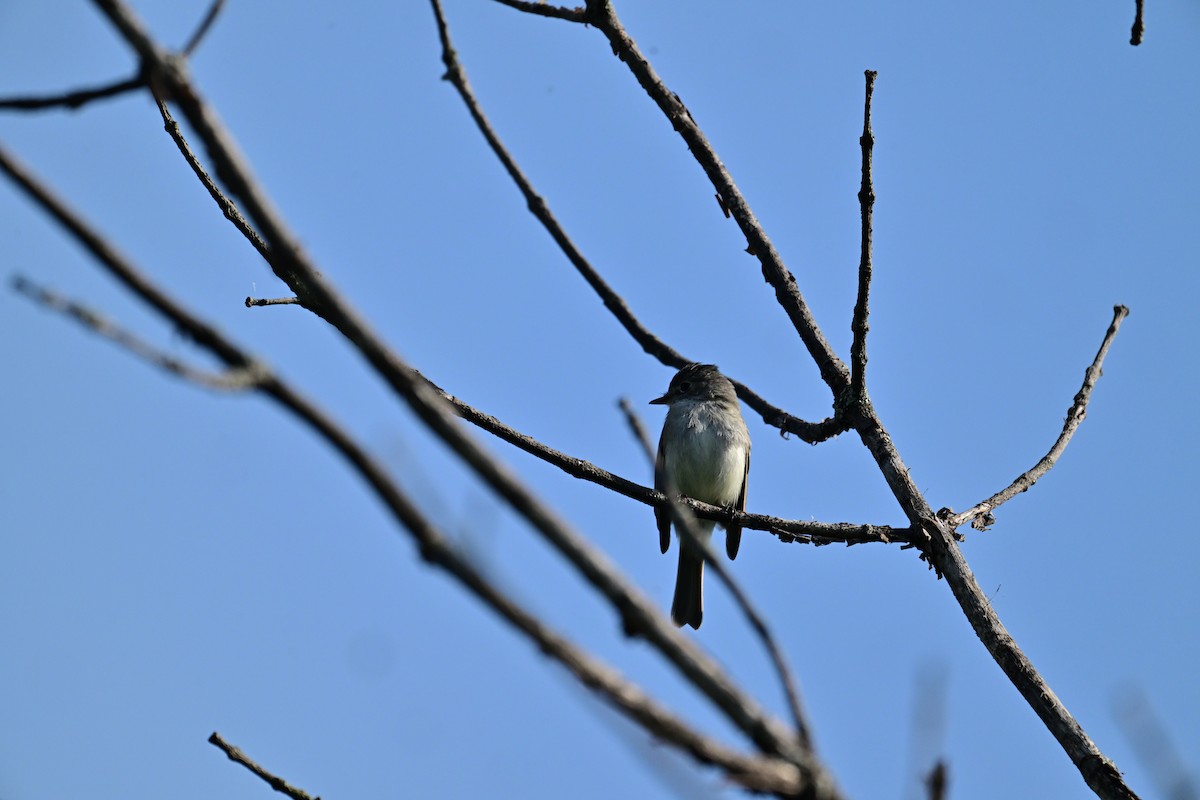 Least Flycatcher - Christiane Larose