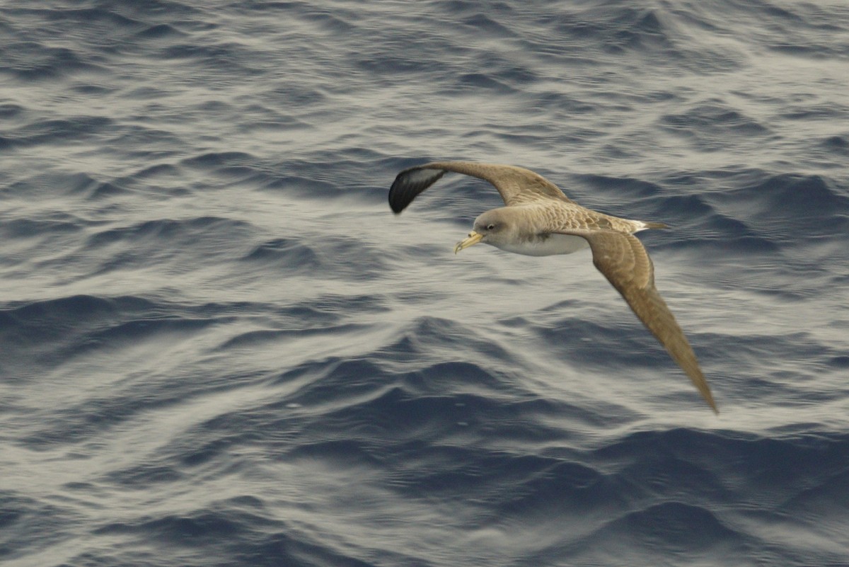 Cory's Shearwater - Mike Pennington