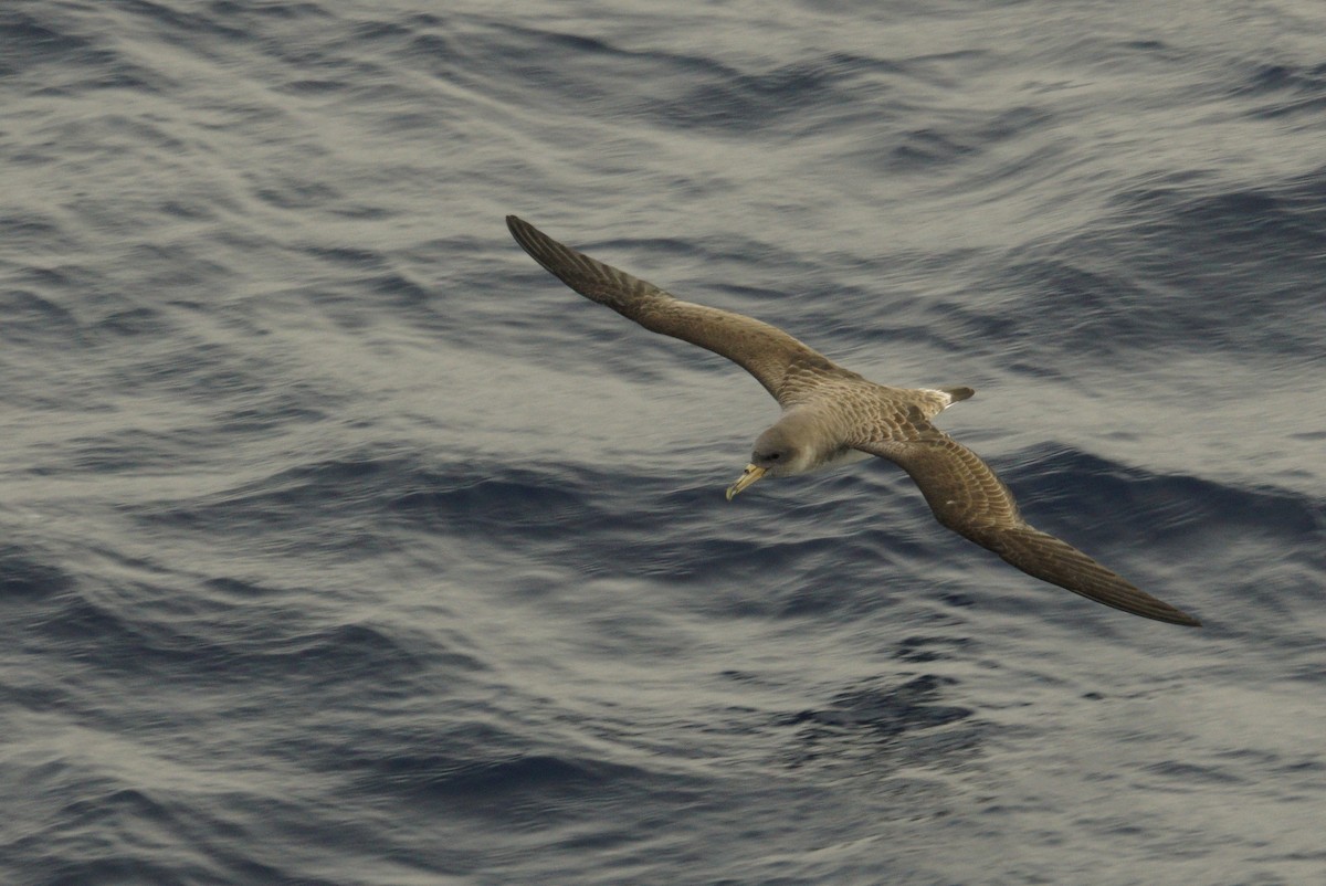 Cory's Shearwater - Mike Pennington