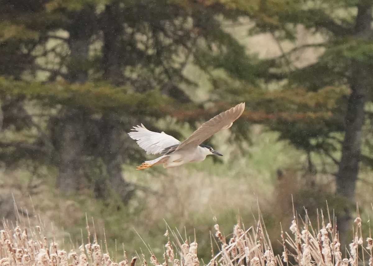 Black-crowned Night Heron - Pam Hardy