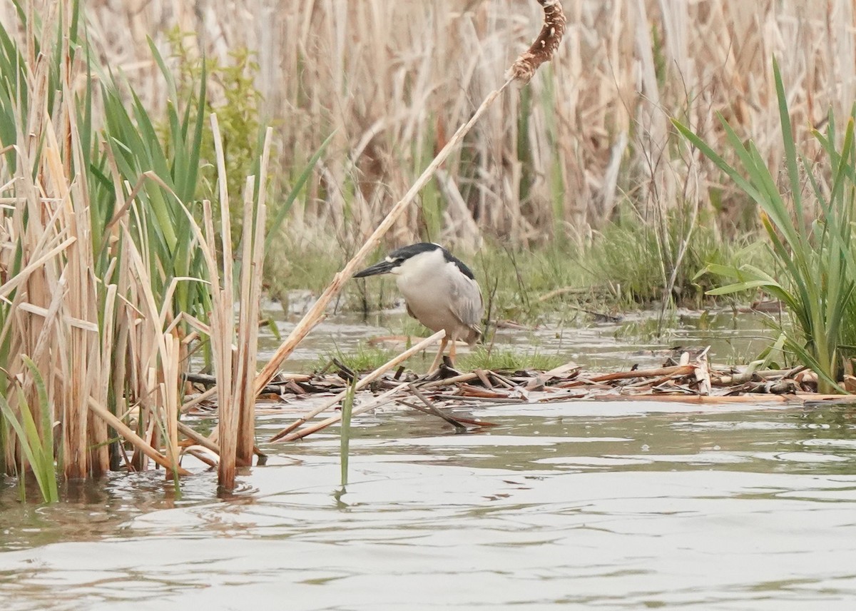 Black-crowned Night Heron - Pam Hardy