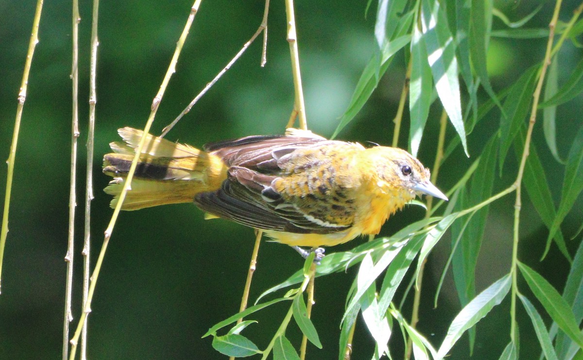 Baltimore Oriole - MA 2