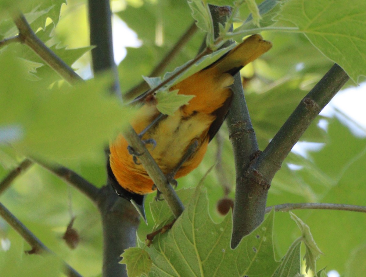 Baltimore Oriole - MA 2