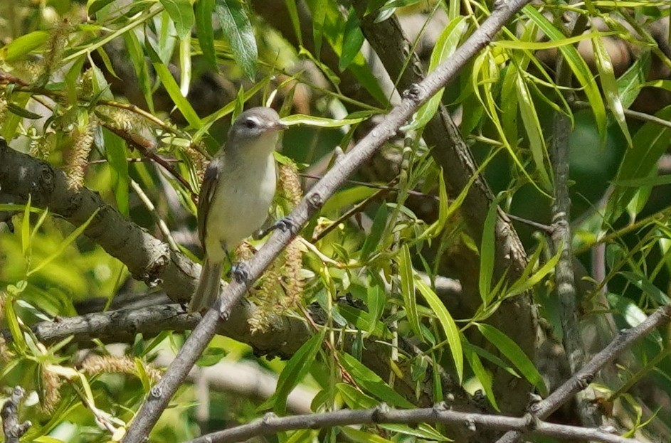 Warbling Vireo - Dennis Mersky