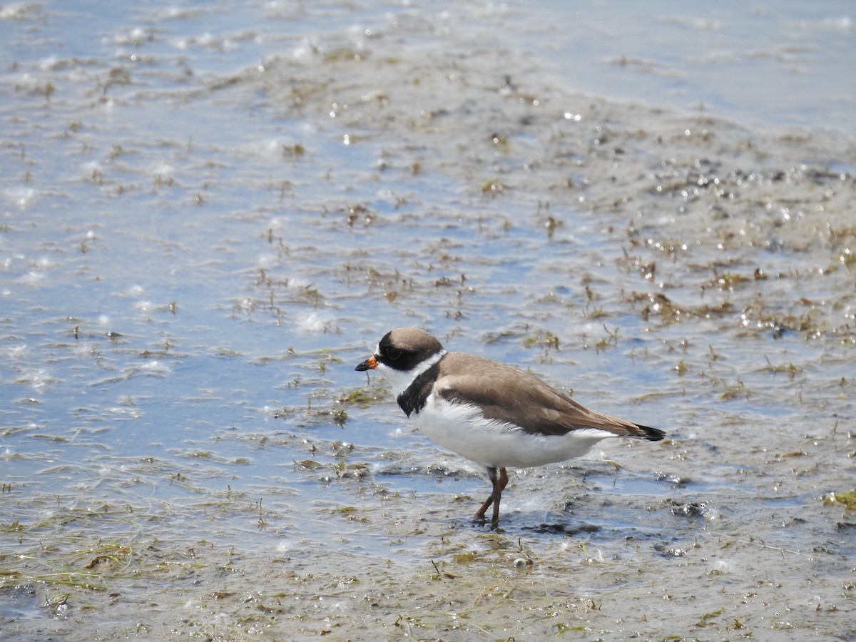 Semipalmated Plover - Chris Bowers