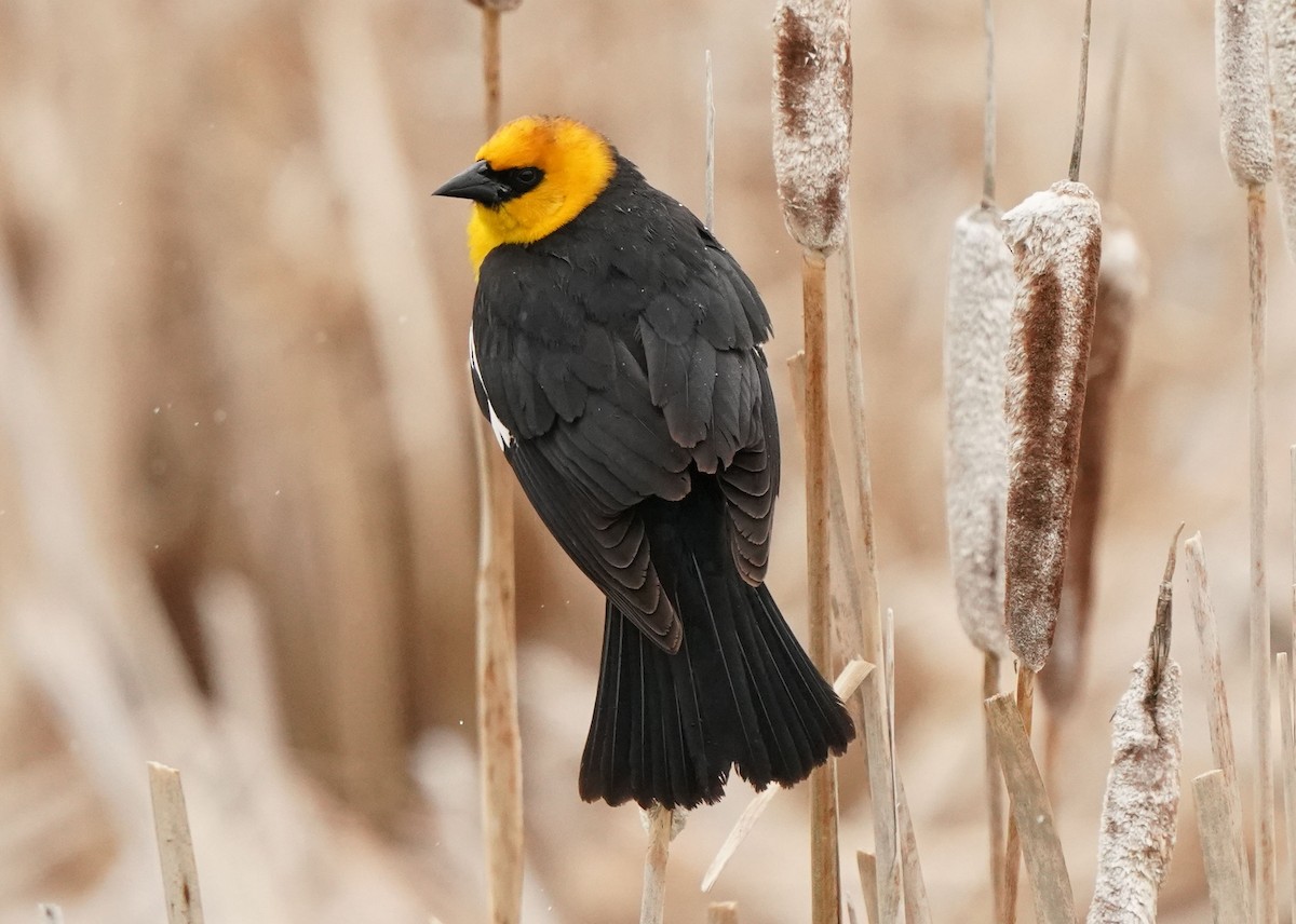 Yellow-headed Blackbird - Pam Hardy