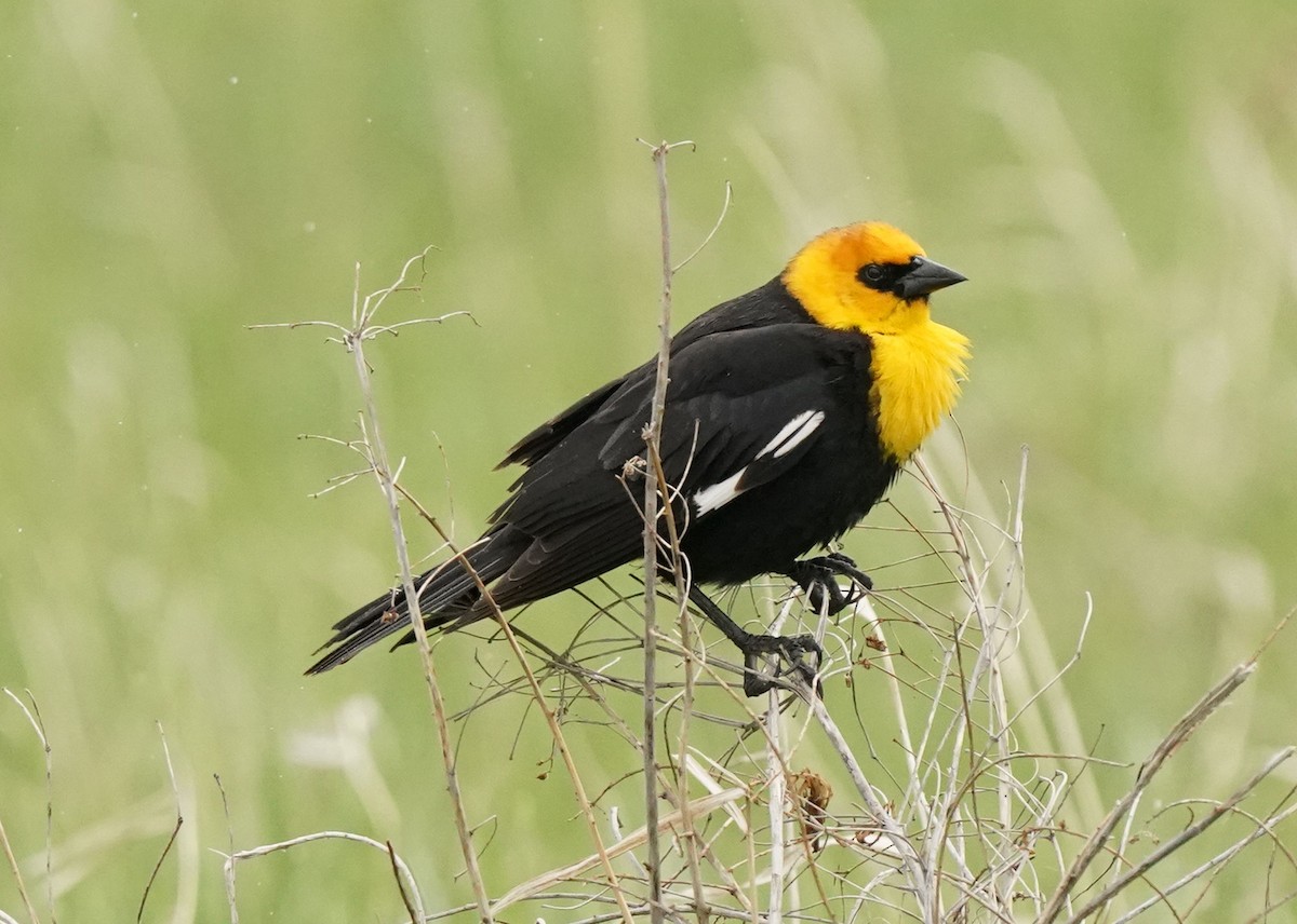 Yellow-headed Blackbird - Pam Hardy