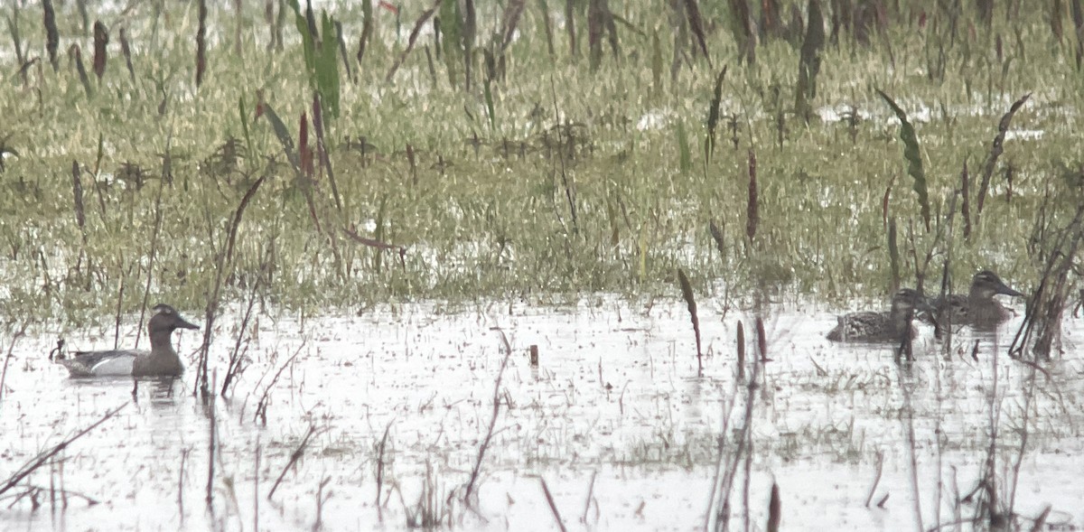 Garganey - Ian Ellis