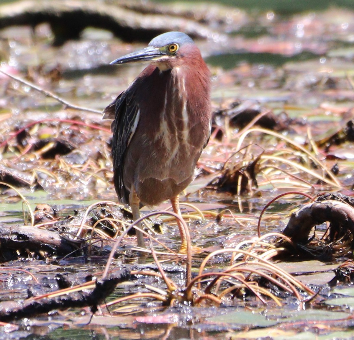 Green Heron - MA 2