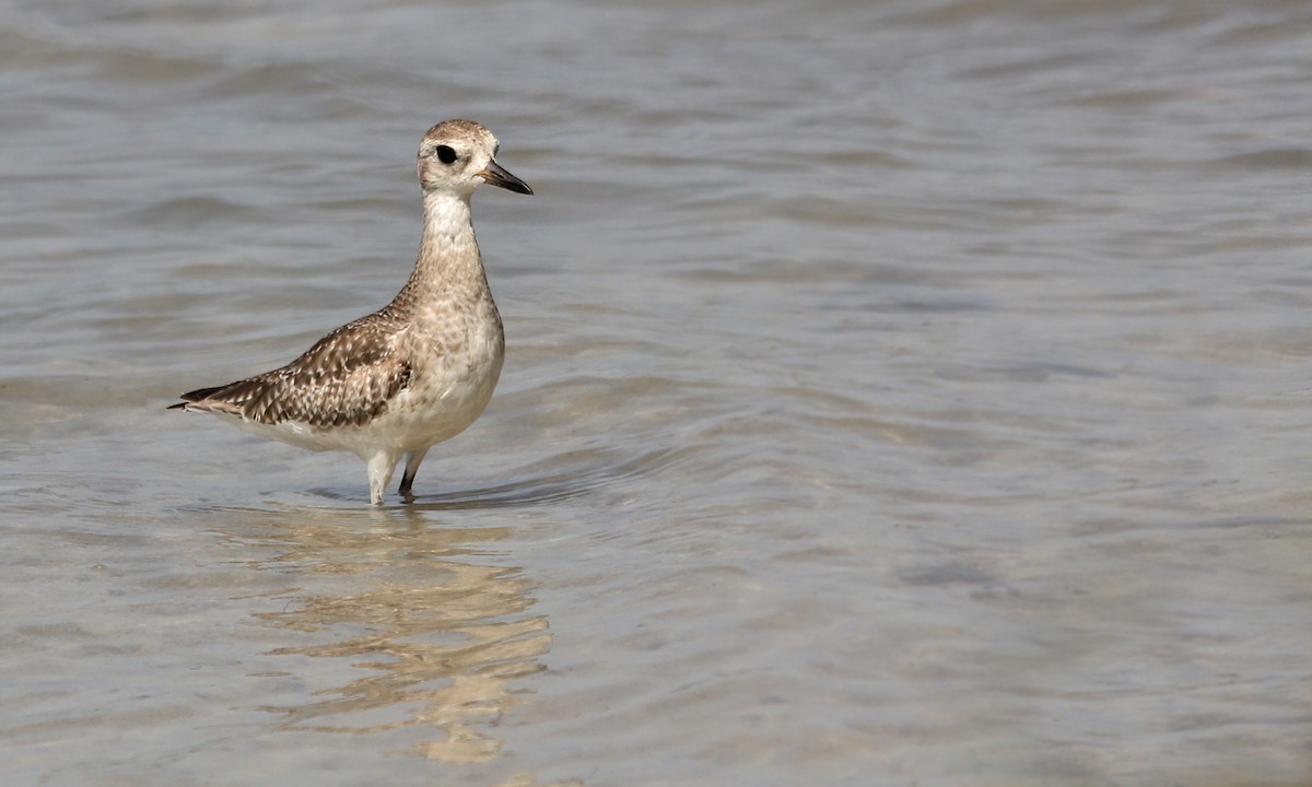 Black-bellied Plover - ML619455636