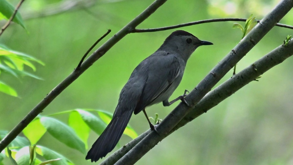 Gray Catbird - ML619455637