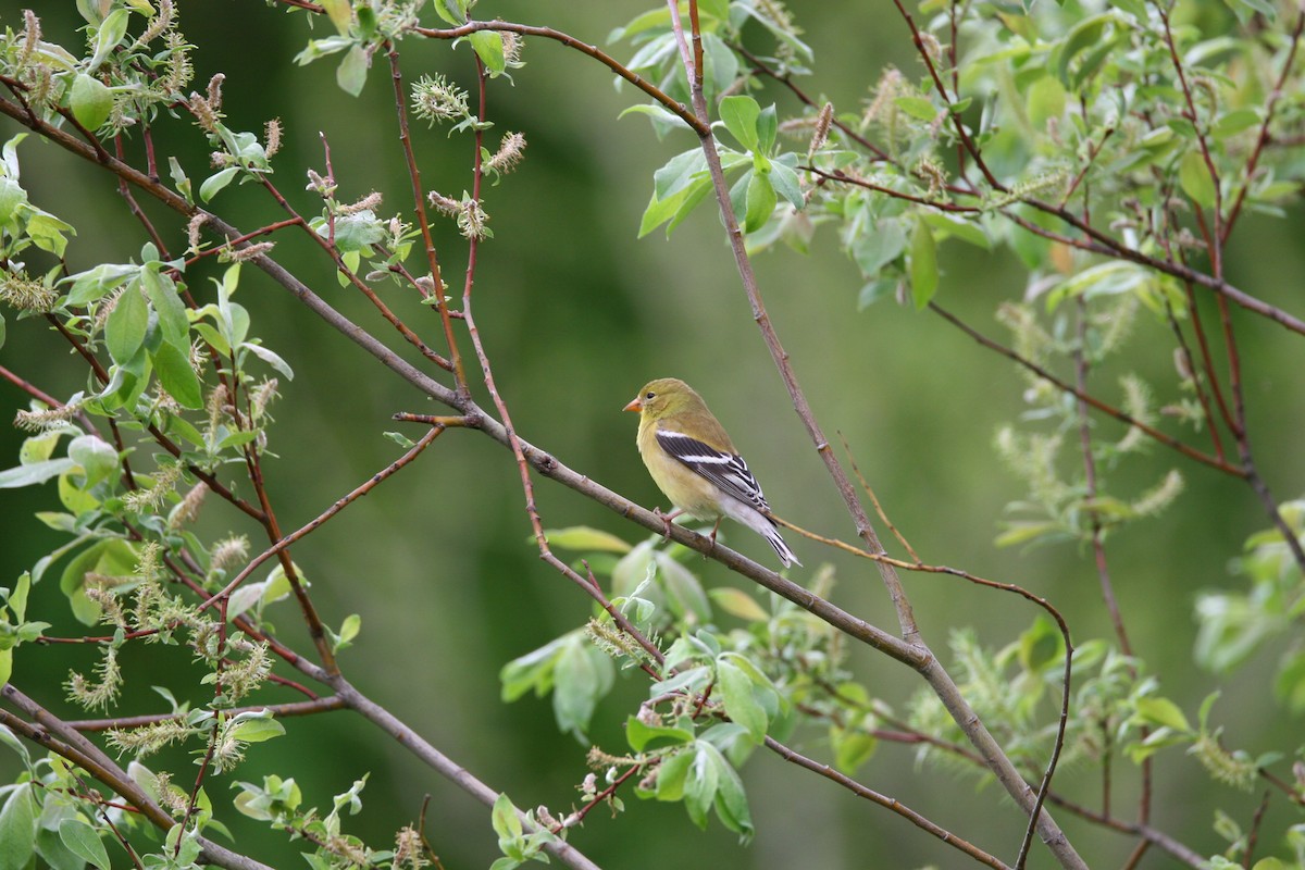 American Goldfinch - Micheline Roy