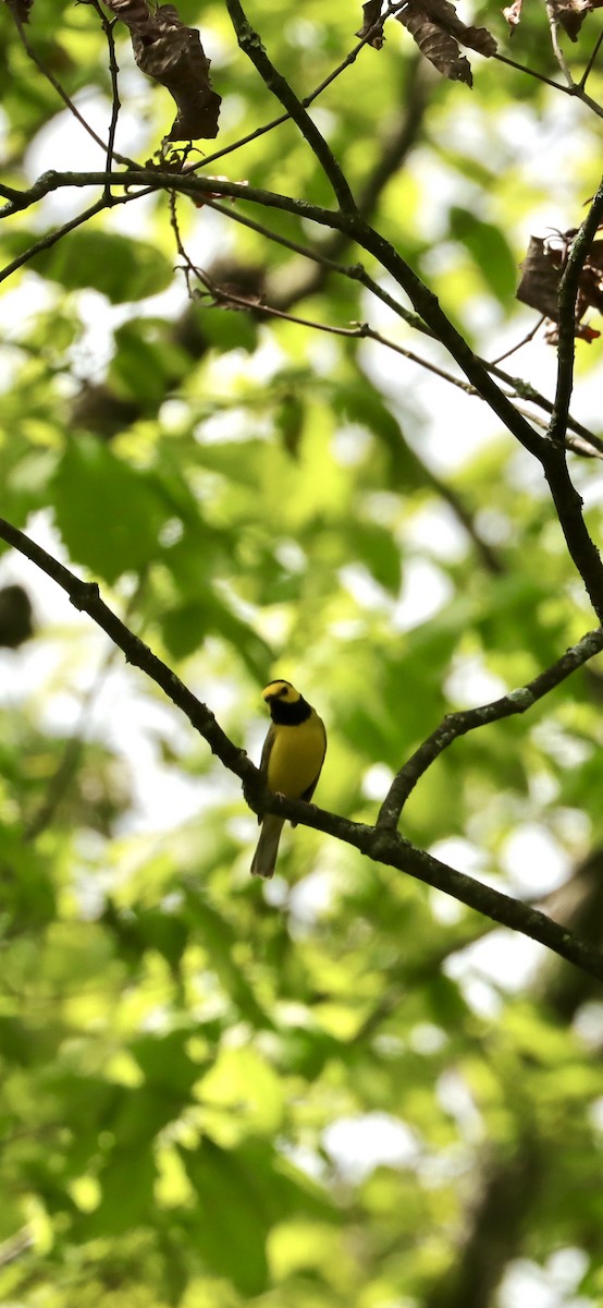 Hooded Warbler - Annette Sheets