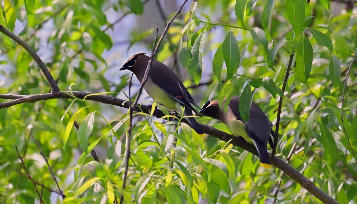 Cedar Waxwing - ML619455642