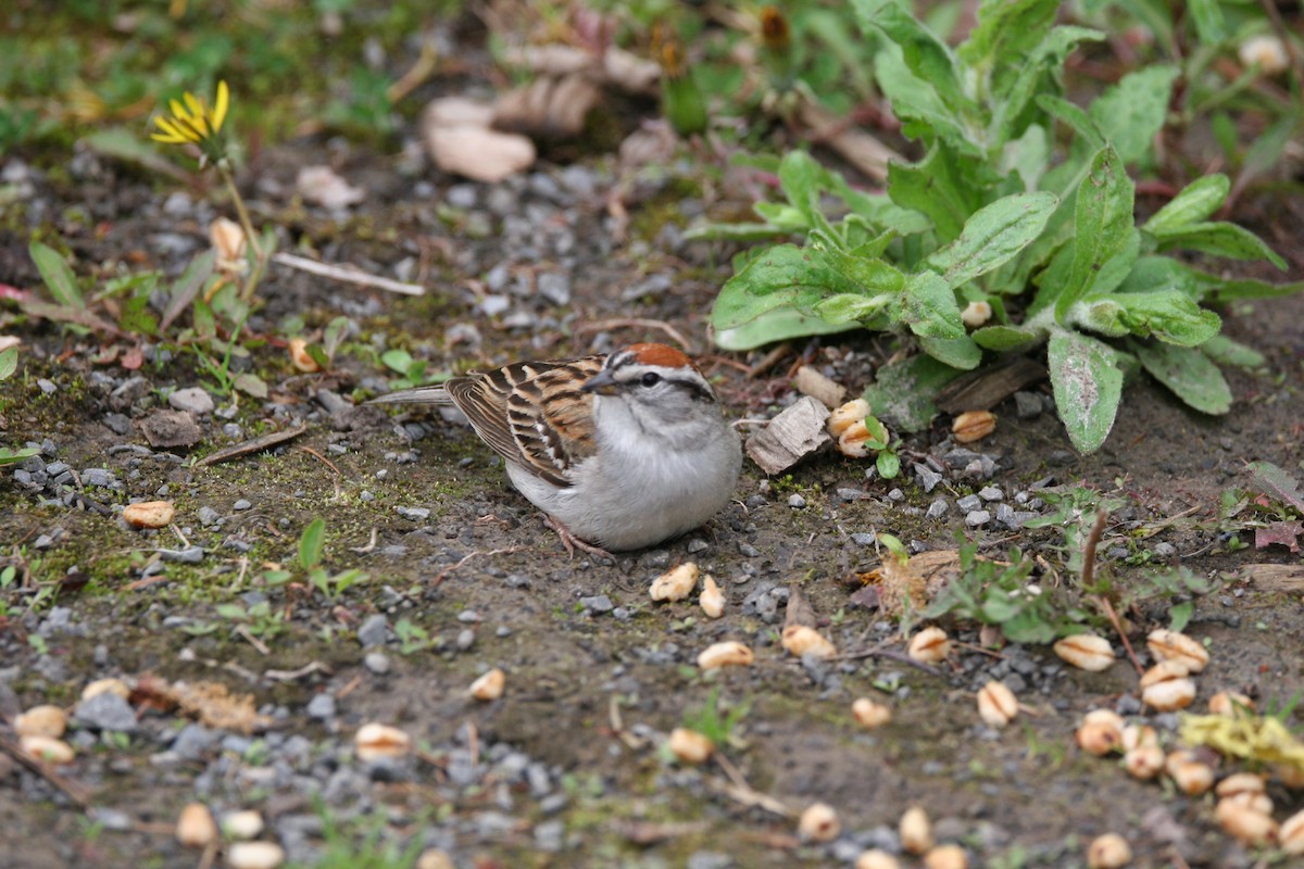 Chipping Sparrow - Micheline Roy