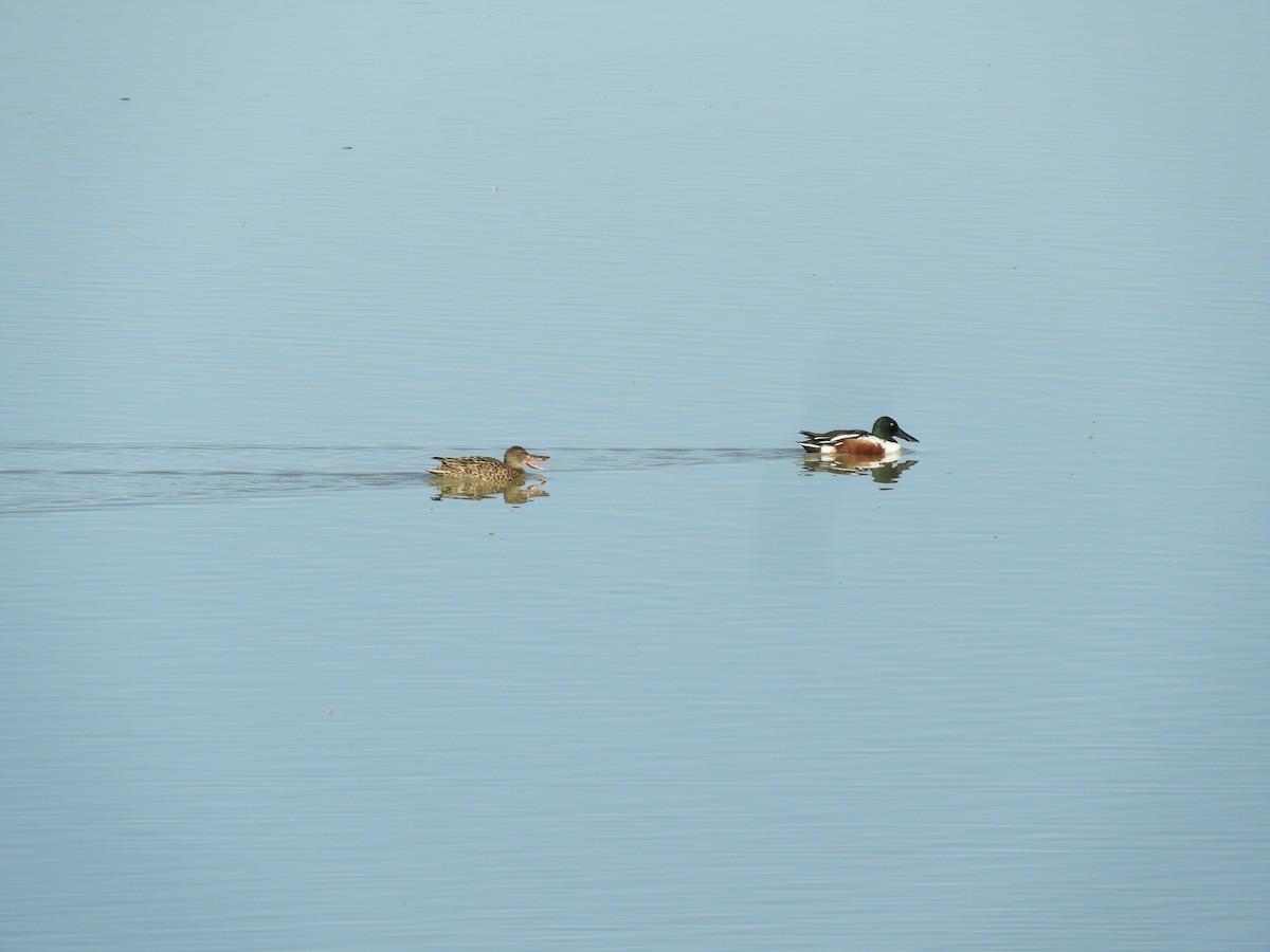 Northern Shoveler - Thomas Bürgi