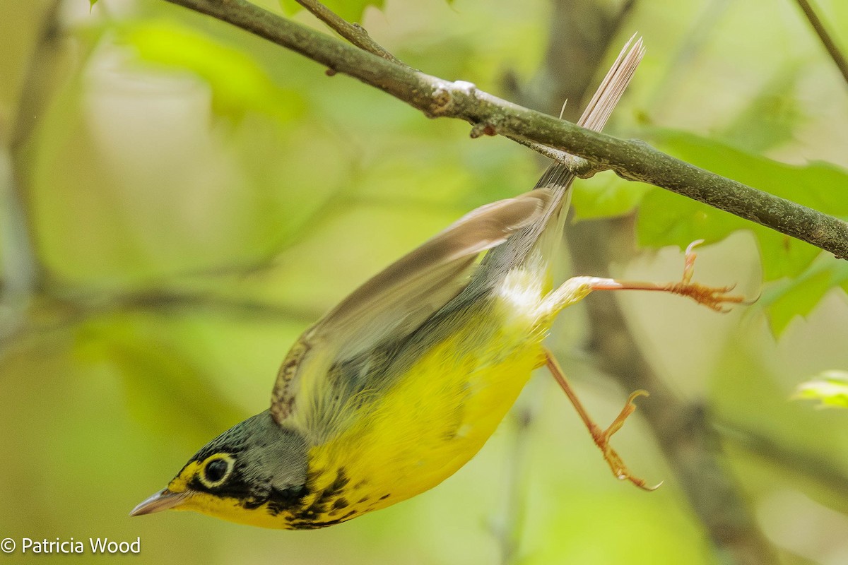 Canada Warbler - Mass Audubon North Shore