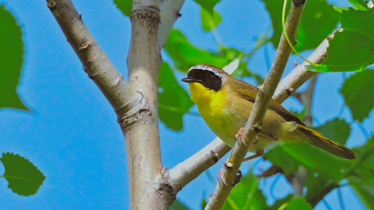 Common Yellowthroat - ML619455658