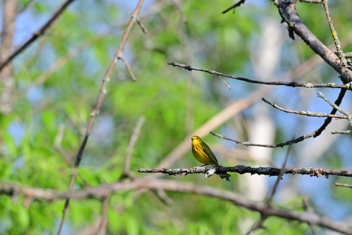 Yellow Warbler - ML619455665