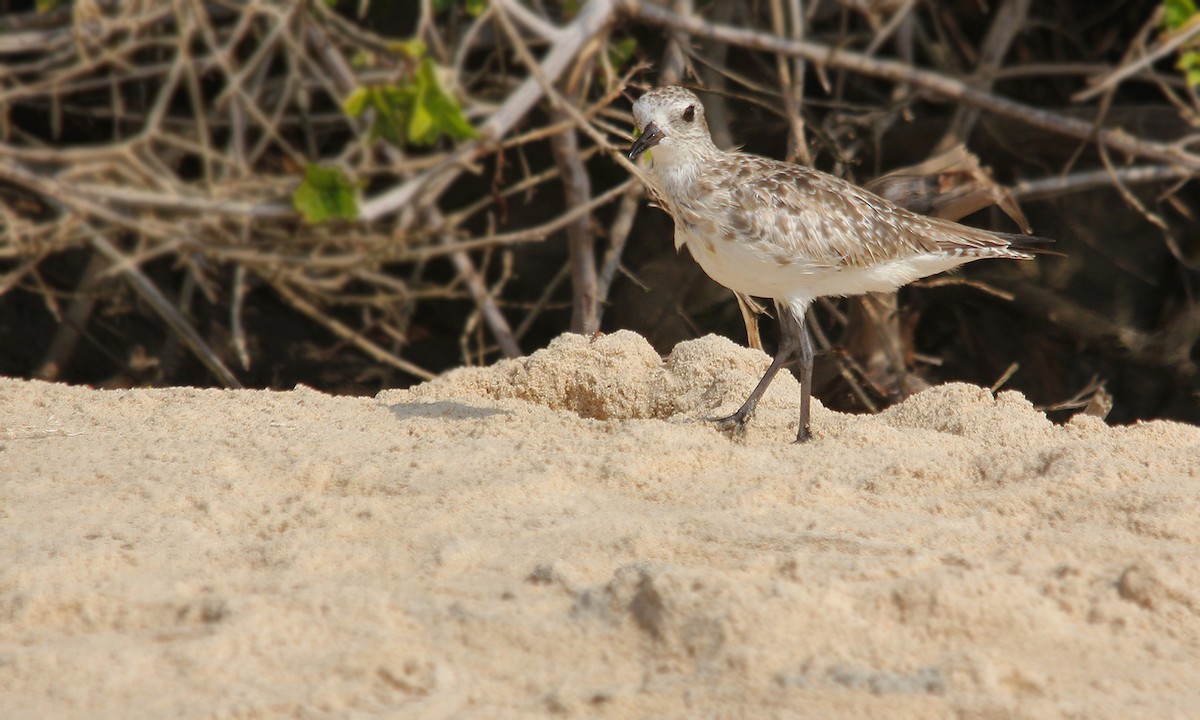 Black-bellied Plover - Adrián Braidotti