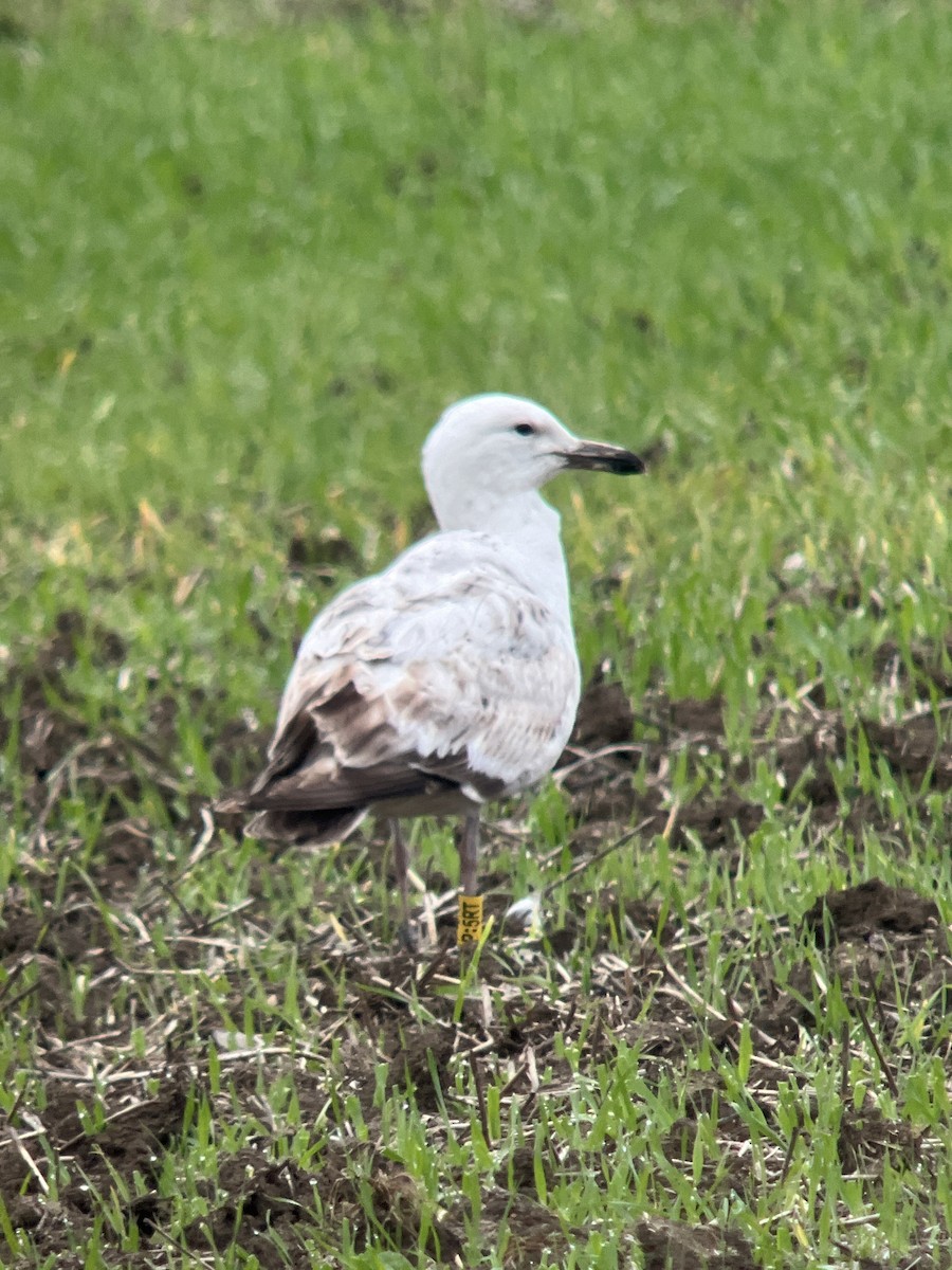 Caspian Gull - Ian Ellis